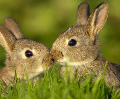 У якому віці кролики готові до спарювання?