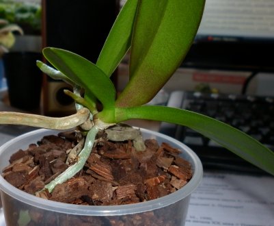 Що робити, якщо засох квітконіс у орхідеї?