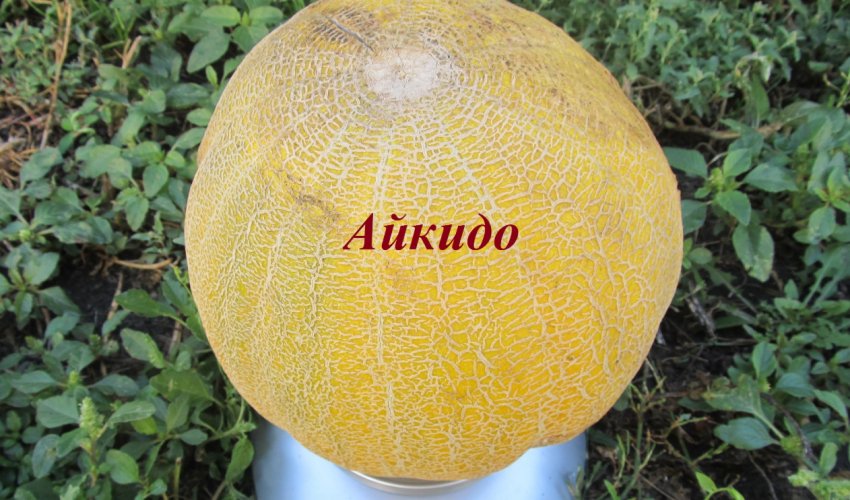 Диня Айкідо