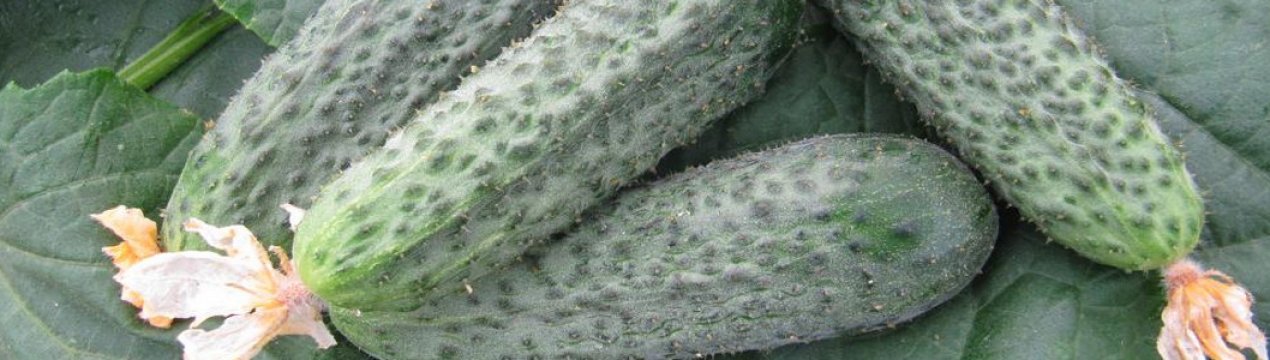 Опис сорту огірків Беттіна, особливості вирощування та врожайність