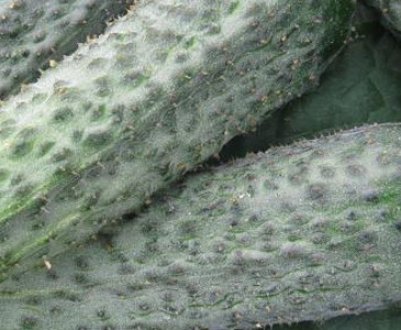 Опис сорту огірків Беттіна, особливості вирощування та врожайність