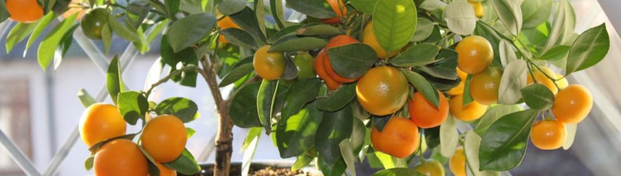 Догляд та вирощування декоративних кімнатних цитрусових рослин