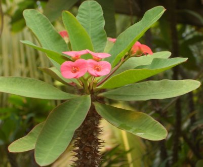 Як розмножити молочай в домашніх умовах?