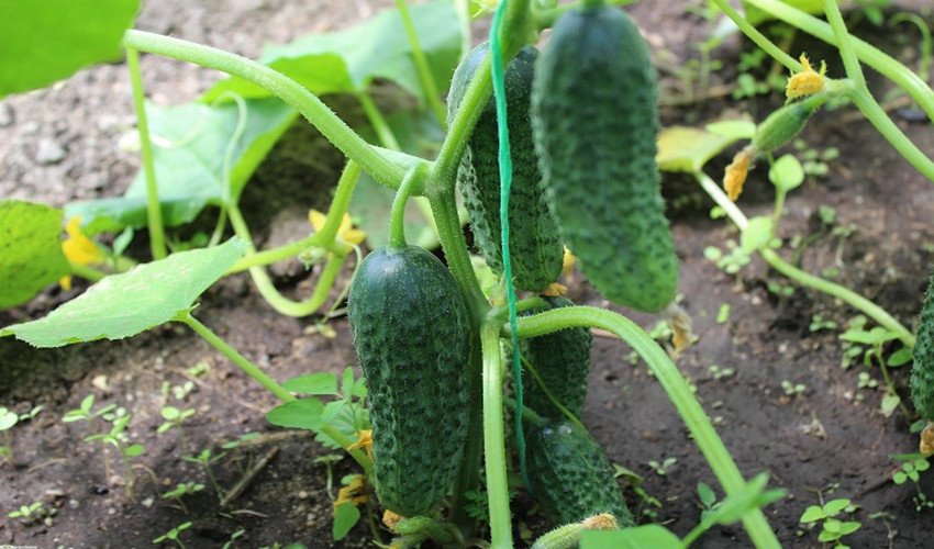 Огірки Беттіна Огірки Беттіна