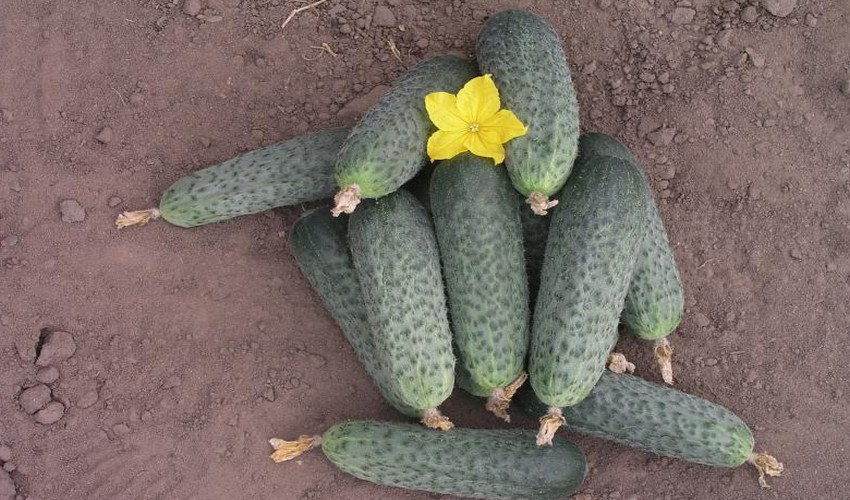 Огірки Беттіна Огірки Беттіна