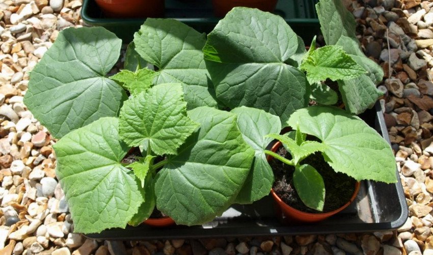 Розсада огірків Розсада огірків