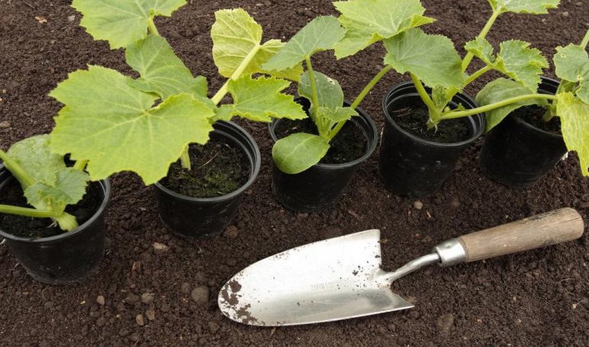 Висадка розсади Висадка розсади