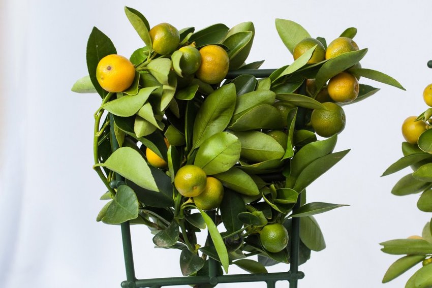 Каламондин