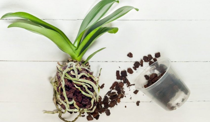 Пересадка фаленопсиса мультифлора Пересадка фаленопсиса мультифлора