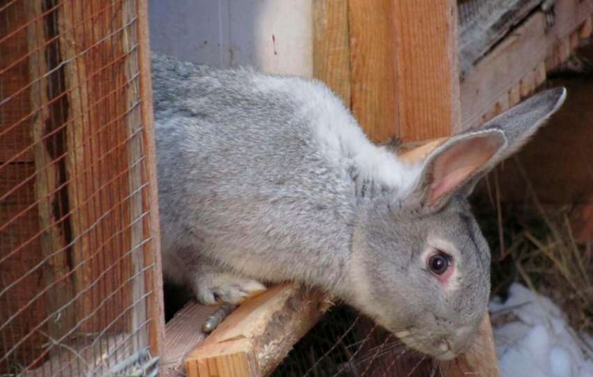 Радянська шиншила Радянська шиншила