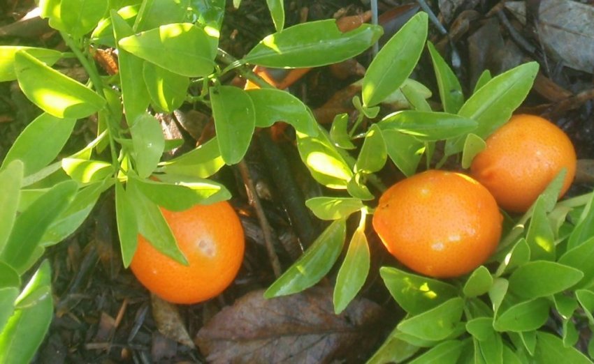 Оранжекват