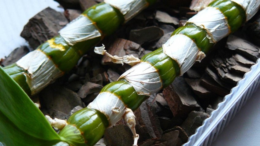 Розмноження орхідеї паростком Розмноження орхідеї паростком