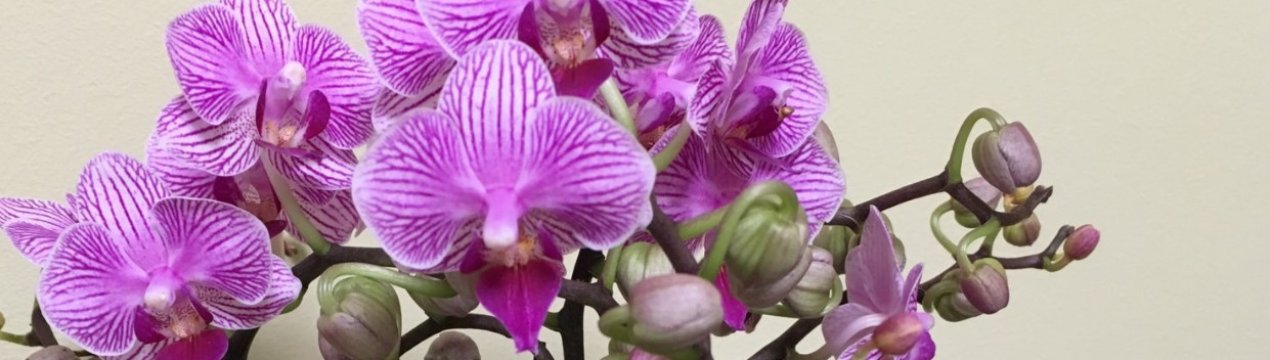 Догляд за орхідеєю Мультифлора в домашніх умовах