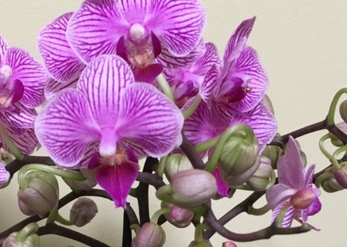 Догляд за орхідеєю Мультифлора в домашніх умовах