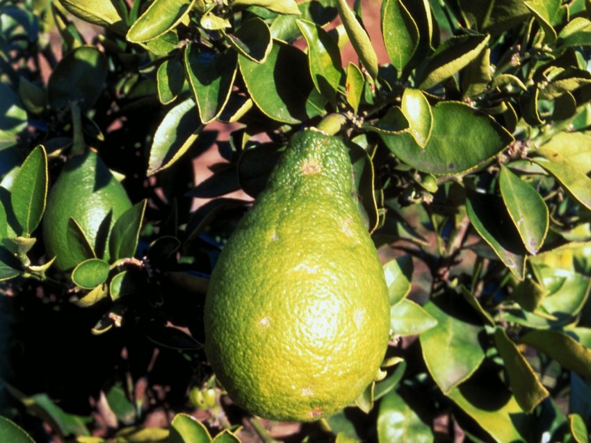 Цитранжкват