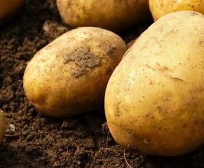 Способи розмноження картоплі