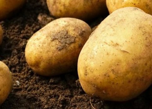 Способи розмноження картоплі