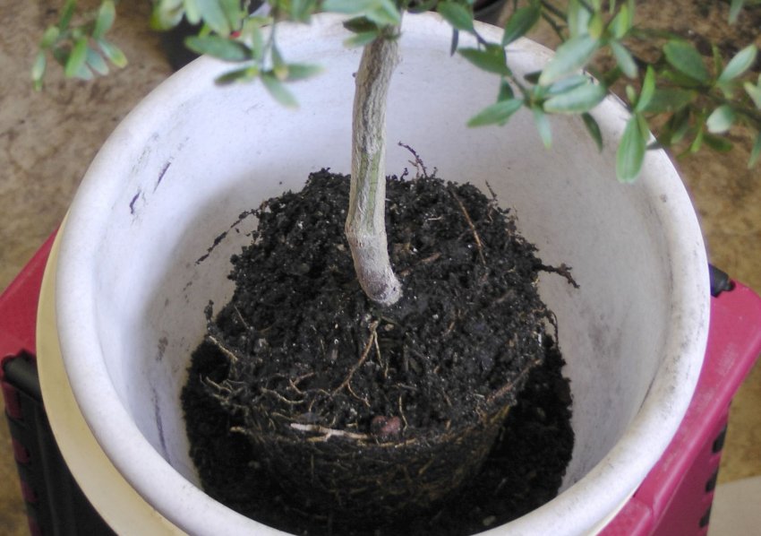 Пересадка кімнатного цитруса