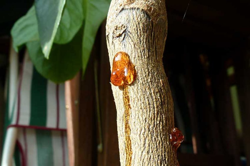 Гоммоз на стовбурі мандарина