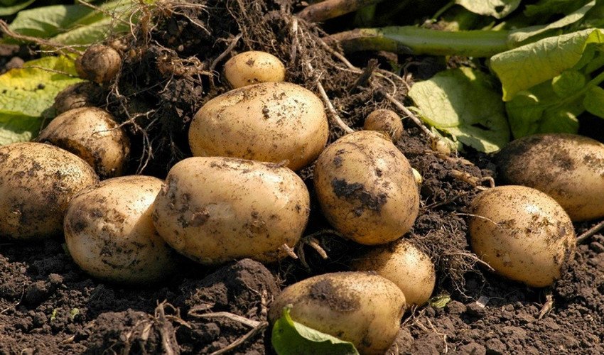 Как размножается картофель: особенности и основные способы размножения