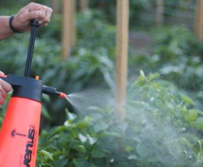 Особливості обробки томатів фунгіцидом «Пеннкоцеб»