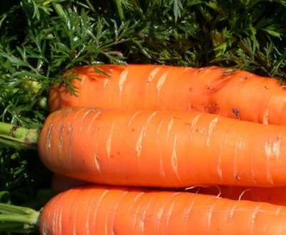 Характеристика и описание моркови сорта Нантская