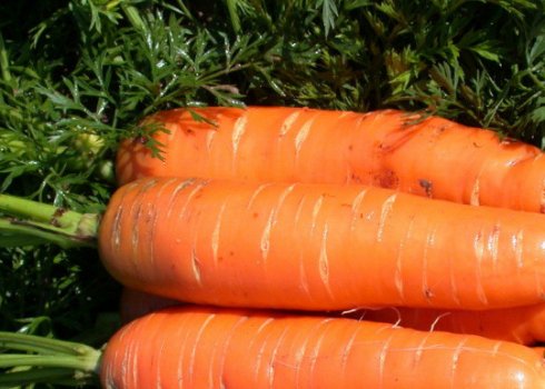 Характеристика і опис моркви сорту Нантська