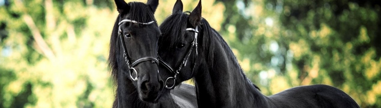 Алюри коней: різновиди бігу, їхній опис і характеристика