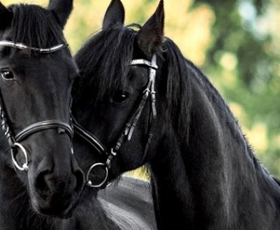 Алюри коней: різновиди бігу, їхній опис і характеристика