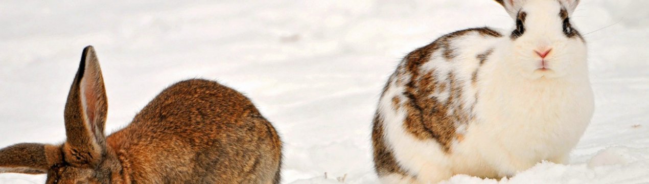 Как держать кроликов зимой?