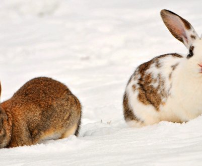 Як тримати кроликів узимку?