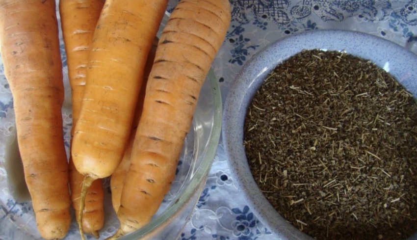 Моркву сорту Нандрин ф1