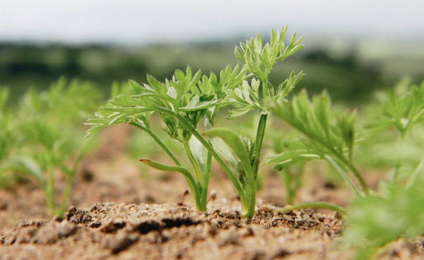 Вирощування моркви