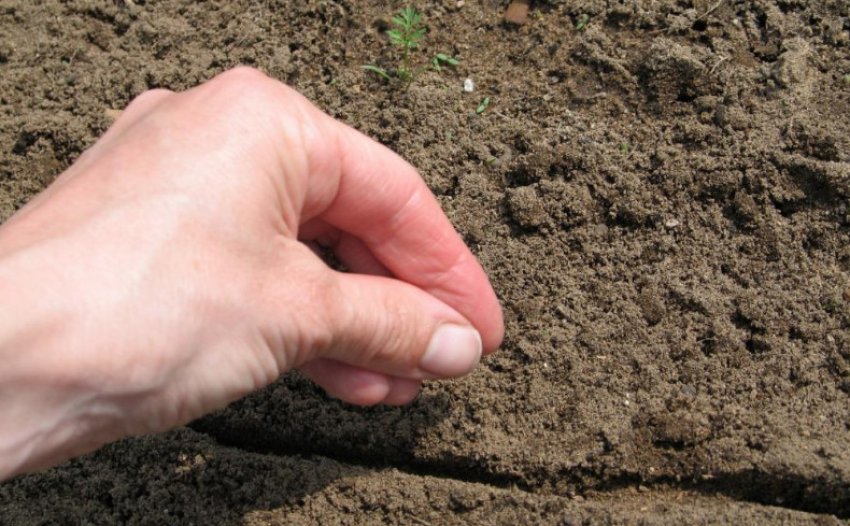 Посадка моркви