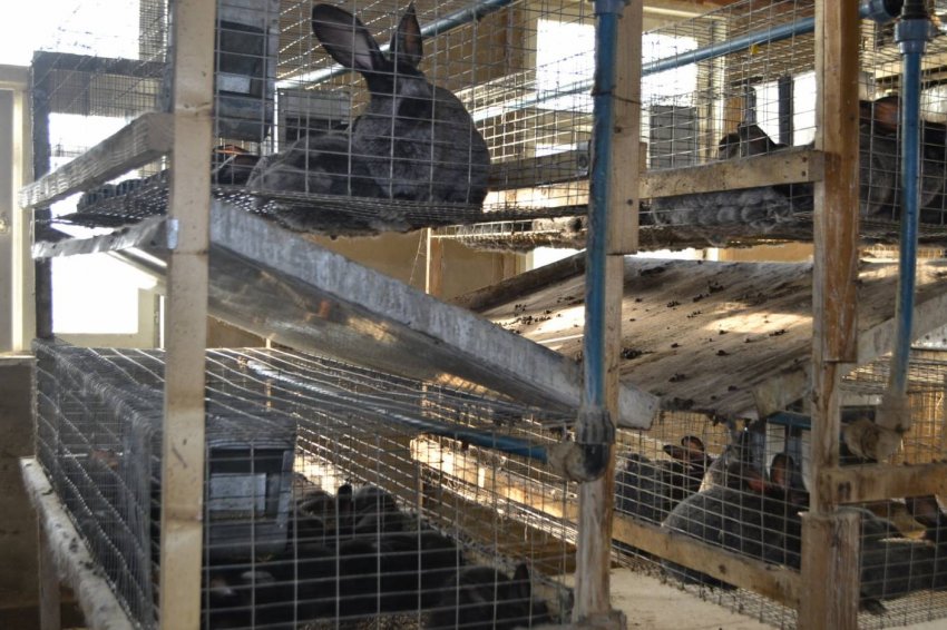 Утримання кроликів у клітках Утримання кроликів у клітках