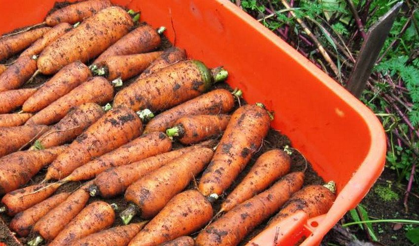Как хранить морковь в квартире. Хранение моркови. Хранение моркови в земле. Способы хранения моркови. Варианты хранения морковки.