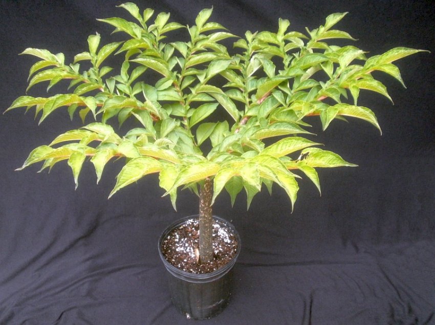 Аморфофаллус коньяк