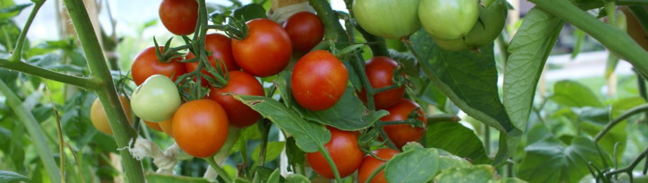 Як підгодовувати помідори дріжджами?