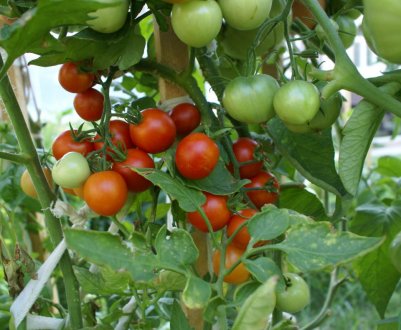 Як підгодовувати помідори дріжджами?