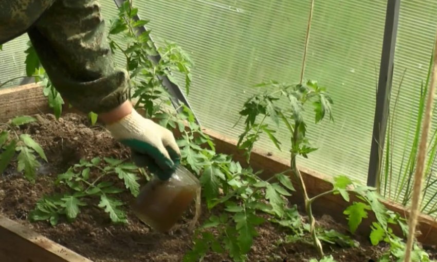 Підживлення помідорів дріжджами Підживлення помідорів дріжджами