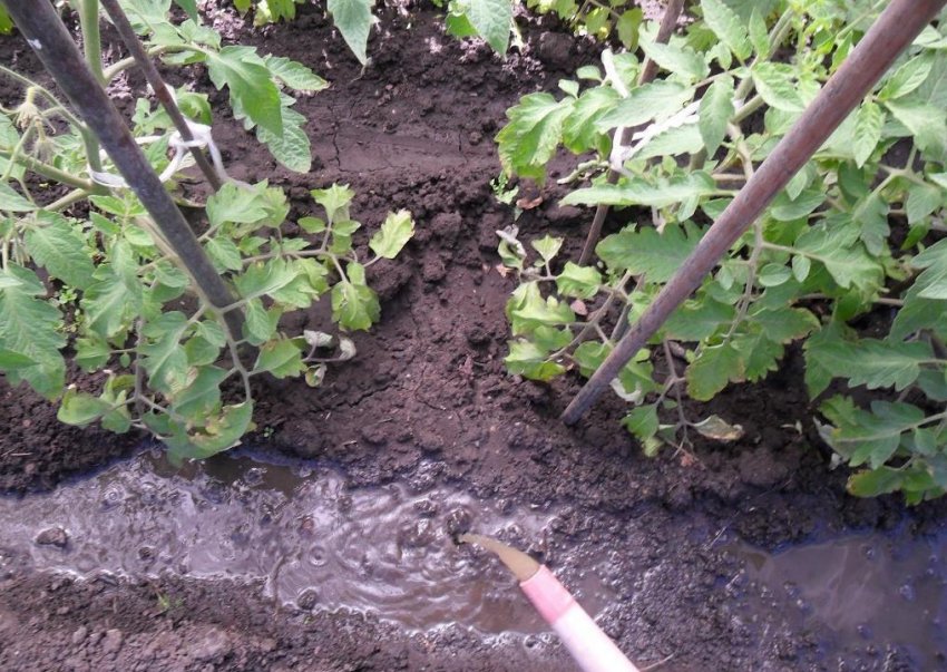 Підживлення помідорів дріжджами Підживлення помідорів дріжджами