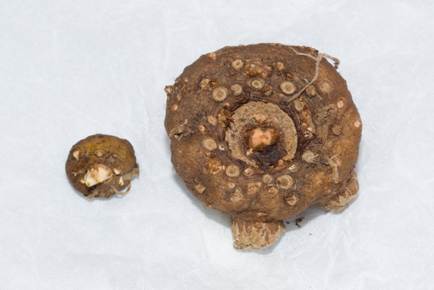 Гниль на бульбі аморфофаллуса