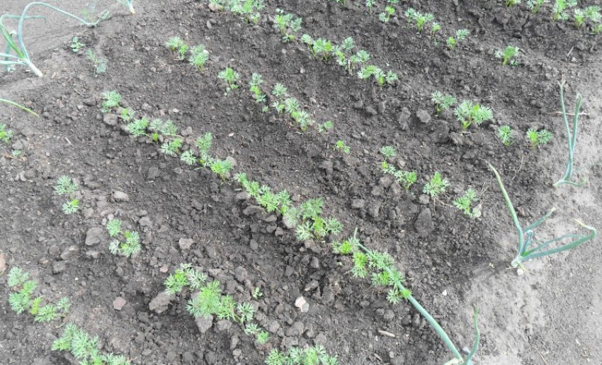 Проріджування грядок моркви