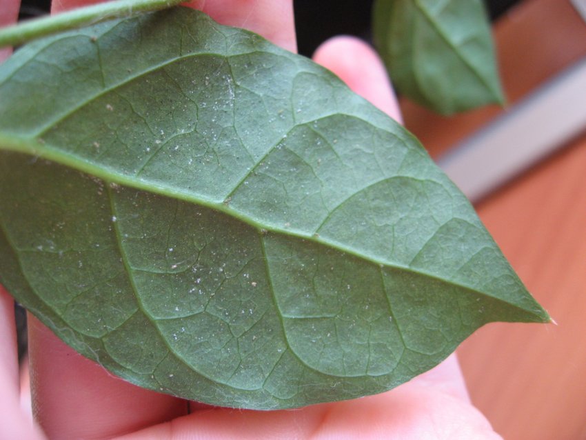 Ознака наявності павутинного кліща