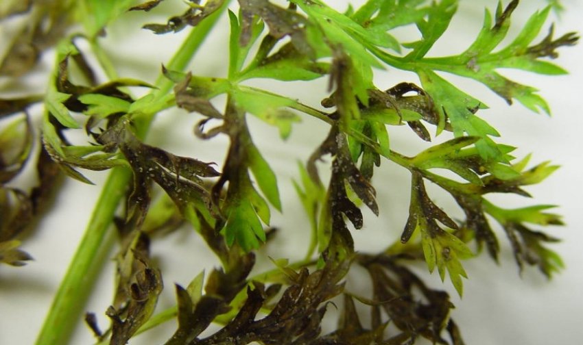 Альтернаріоз моркви