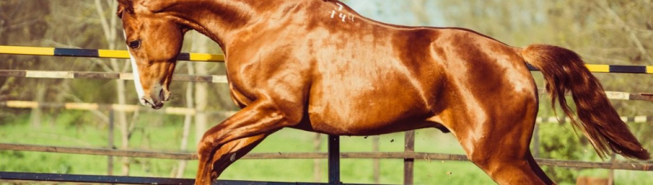 Донський кінь: опис породи, особливості розведення та догляду