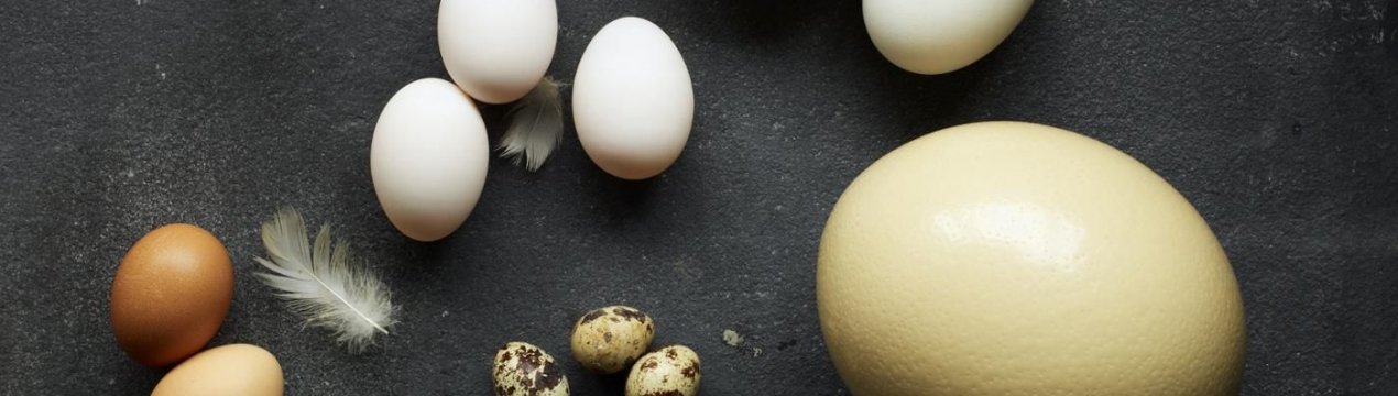 развитие птенца в яйце по дням через овоскоп. Смотреть фото развитие птенца в яйце по дням через овоскоп. Смотреть картинку развитие птенца в яйце по дням через овоскоп. Картинка про развитие птенца в яйце по дням через овоскоп. Фото развитие птенца в яйце по дням через овоскоп