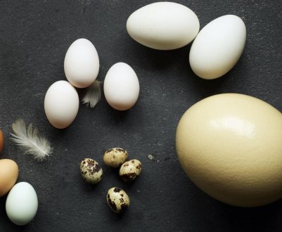 Особливості овоскопирования яєць різних видів птахів