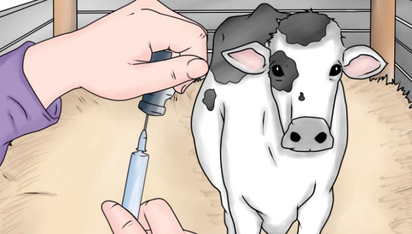 Инъекции для коровы