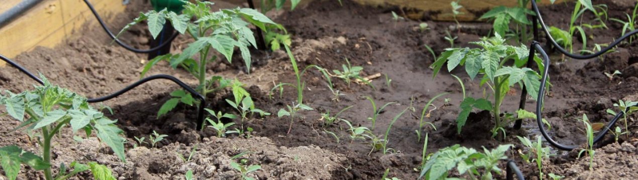 Як правильно зробити автоматичний крапельний полив для теплиці